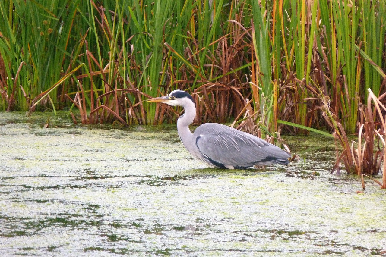 The Importance of Protecting Wetlands